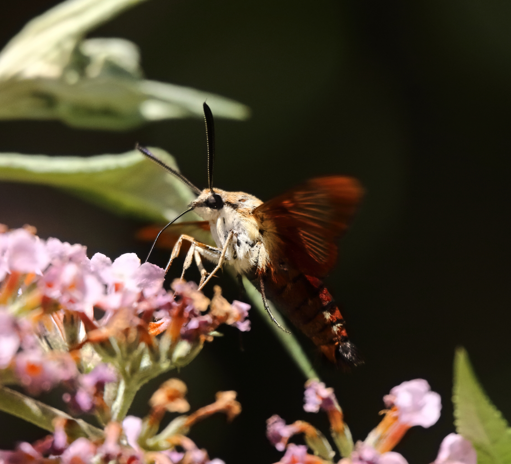 2019 08 11 HTP 50472e